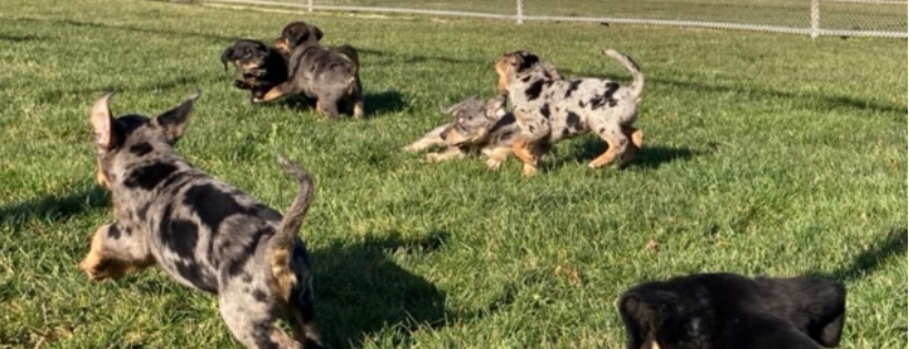 Mackenzie's Animal Sanctuary