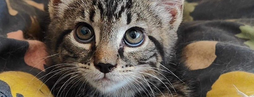 Little Claws Rescue