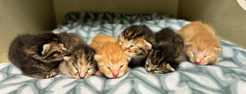 Humane Society of Austin & Travis County