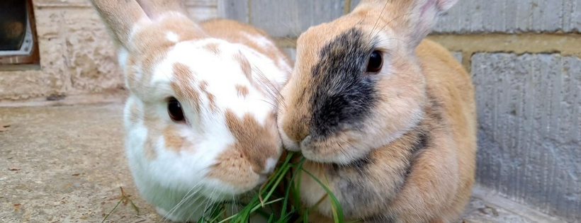 RSPCA Isle of Wight