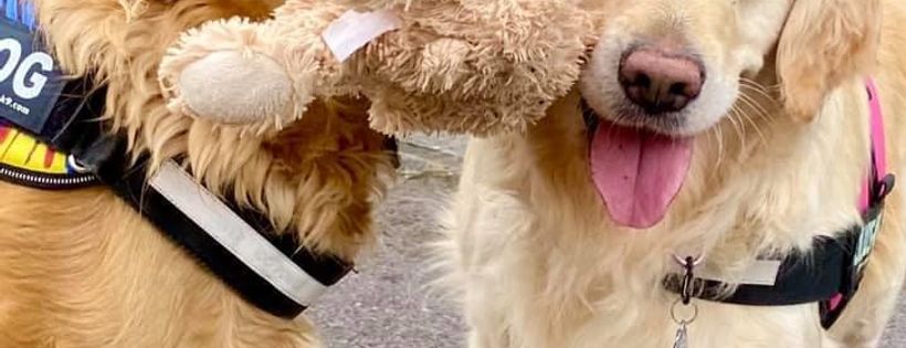 Happy paws puppy rescue