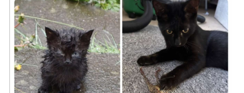 Kings Heath Cat Rescue