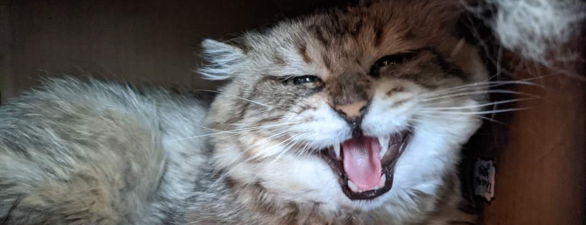 The Cats of Paint Lake
