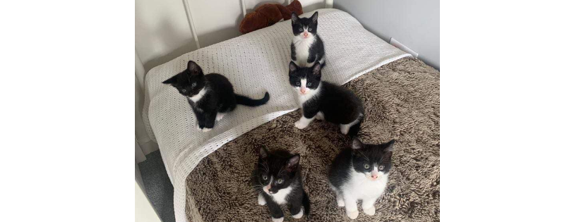 The Cat House Rescue