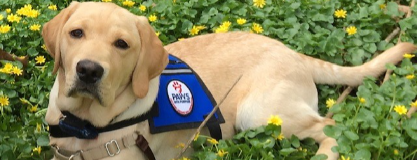 Paws with Purpose