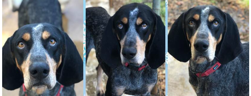 SOS Animal Shelter