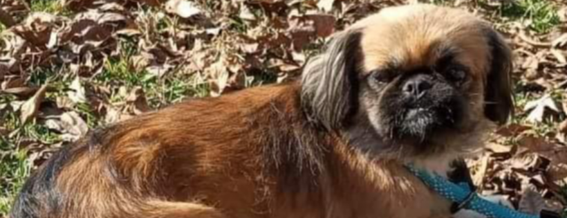 Little Paws Big Hearts Pekingese Rescue