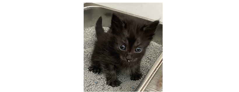 L’il Purr Cat Rescue