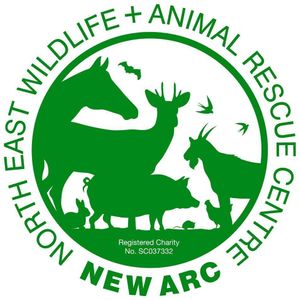 The New Arc Logo