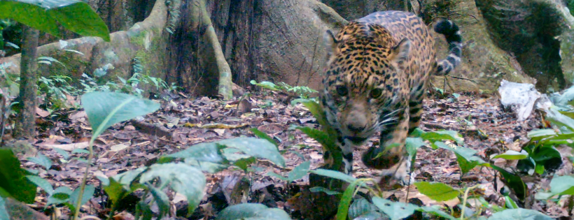 Amazon Rainforest Conservancy