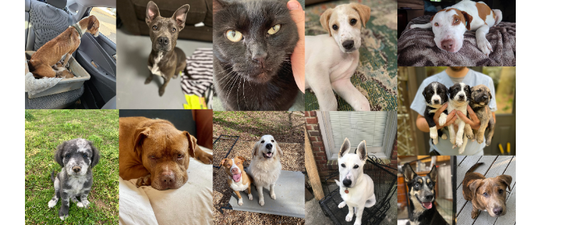 Dixie Girl Dog Rescue