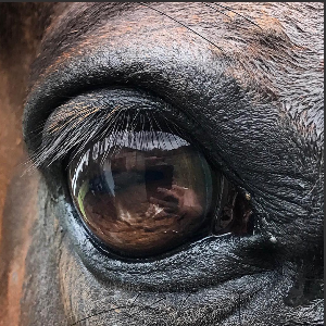 Equine Advocacy of Louisiana Logo