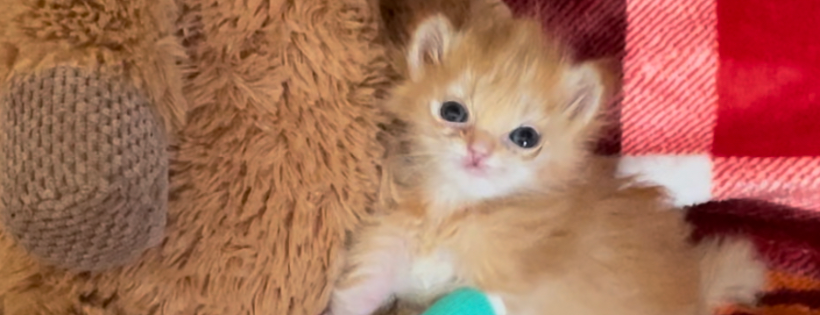 Kitty CrusAIDe