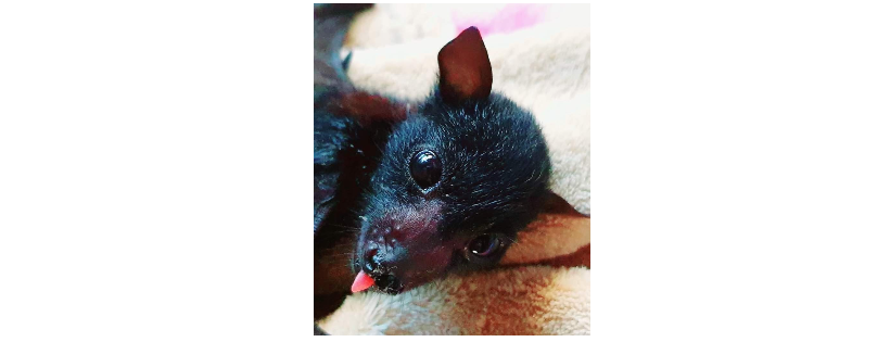 TOWNSVILLE BAT RESCUE AUSTRALIA