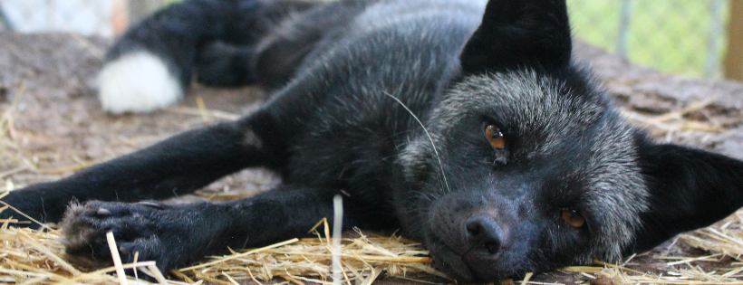 Nothern neverland fox rescue