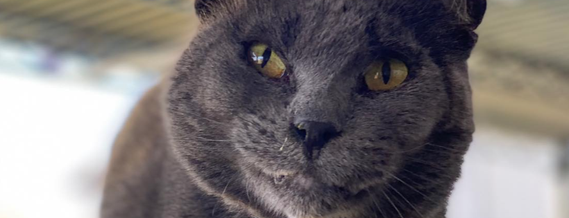 Furball Farm Cat Sanctuary