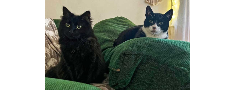 Kitty Angels, Inc.