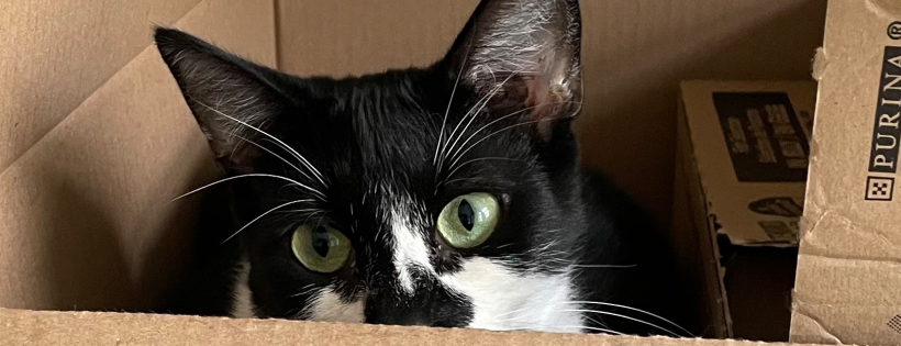 Care4Cats Rescue - Teesside and North Yorkshire