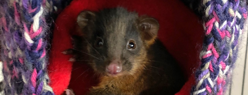 Geo Bay Wildlife Rescue Inc
