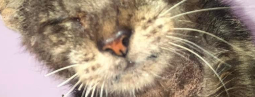 Krazykats Kitty Rescue