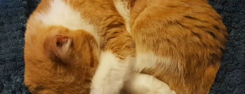 Paws  Cat Rescue Inc