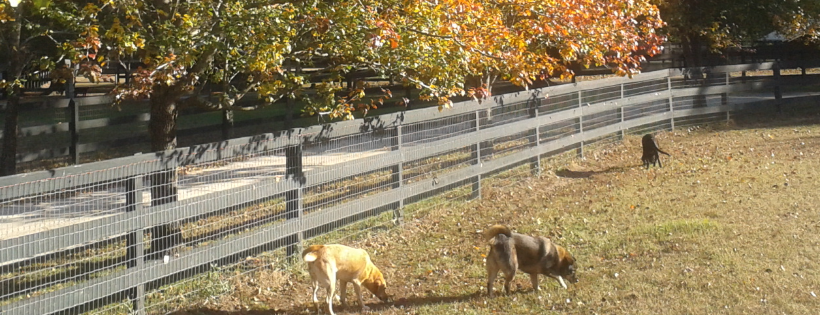 Hallie Hill Animal Sanctuary