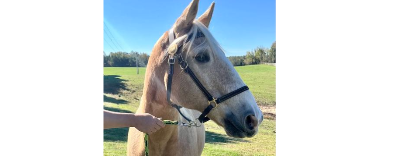 Heartland Equine Rescue, Inc.