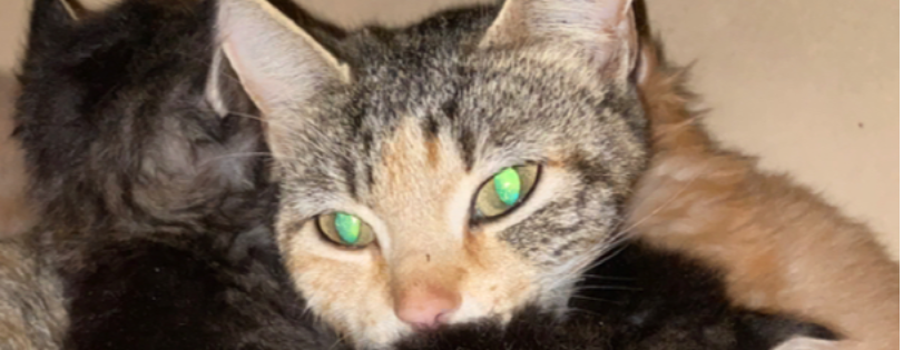 Worsham Cats Rescue
