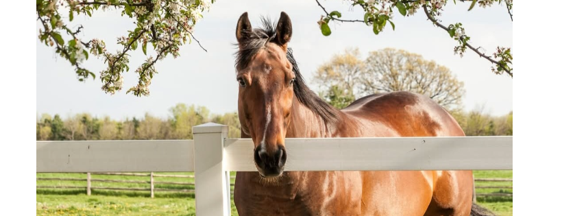 ALBERTA THOROUGHBRED AFTERCARE SOCIETY