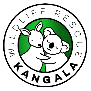Kangala Kangaroo and wildlife rescue
