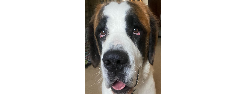 Mastiffs To Mutts Rescue