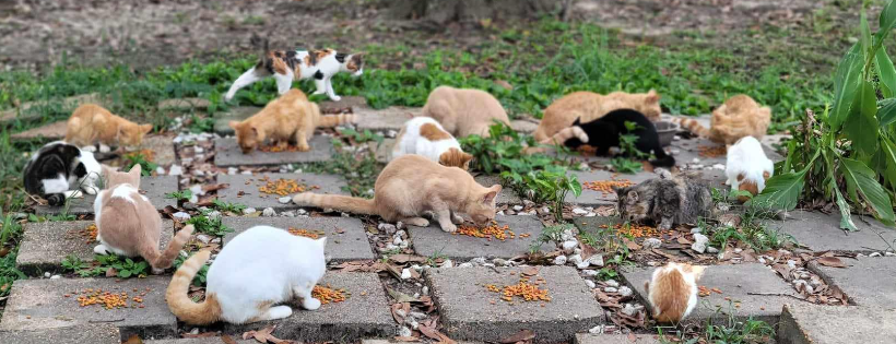 Leeroys Second Chance Cats