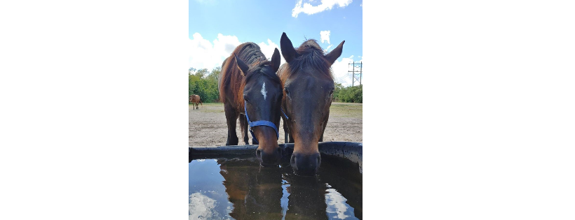 Florida Research Institute for Equine Nurturing Development & Safety, Inc.