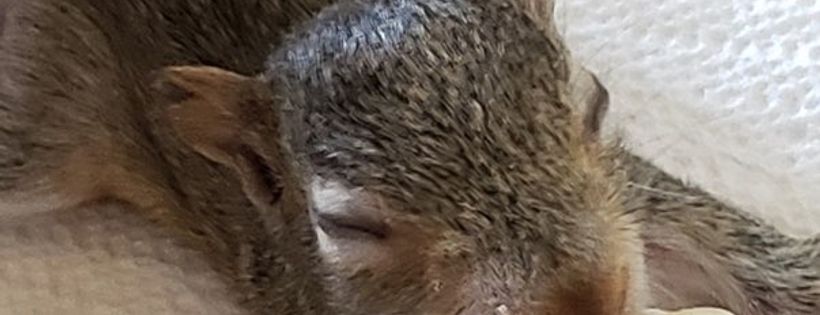 Grit & Grace Wildlife Rehabilitation Inc