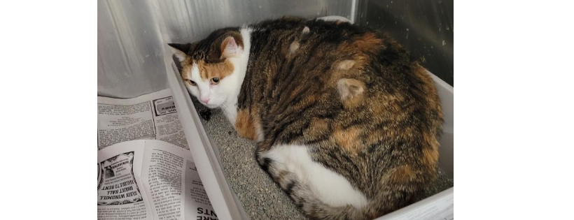 Rescue Tails Animal Welfare Inc