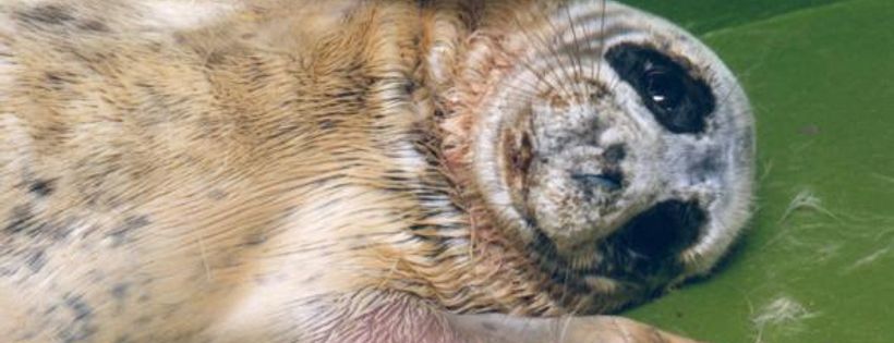 Orkney Seal Rescue