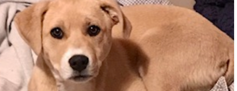 Happy Tails Rescue Foundation
