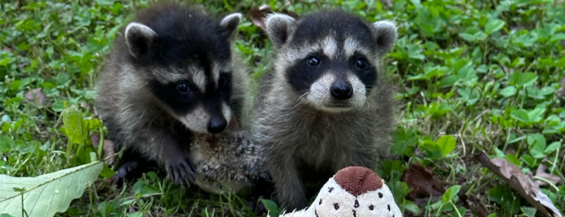 FoxTales Wildlife Rehab
