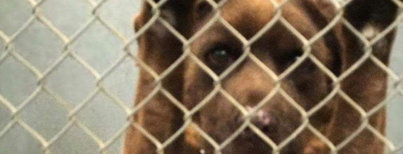 Legends of the Paws Animal Rescue