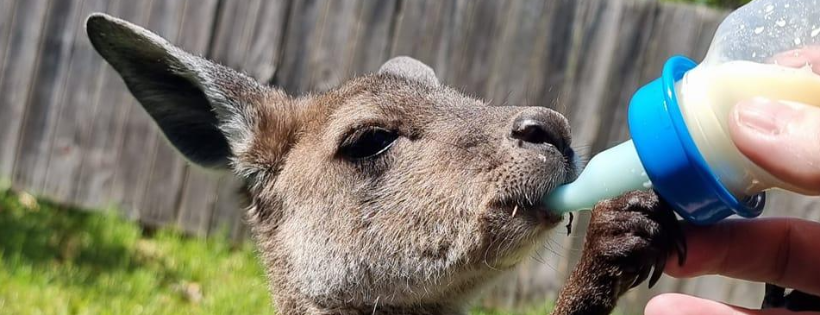 Emerald Acres Animal Rescue Inc.