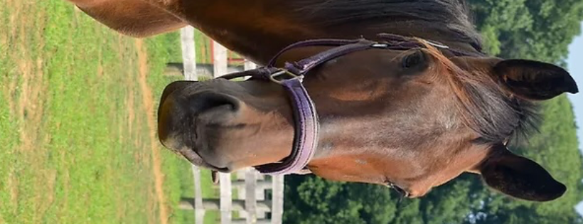 Standardbred Retirement Foundation
