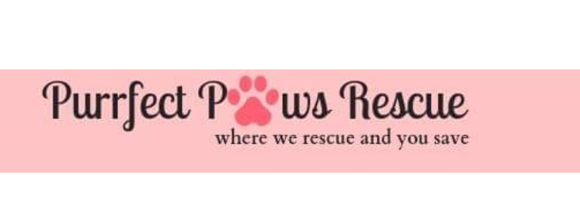 Purrfect Paws Rescue