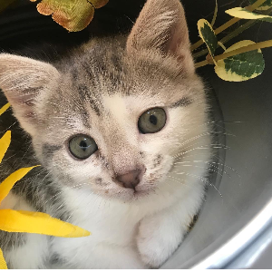 Kings Pride Kitten Rescue Logo
