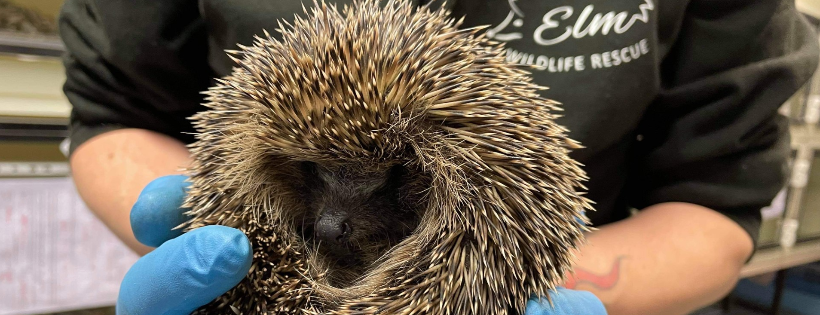 ELM Wildlife Hedgehog Rescue & Rehabilitation