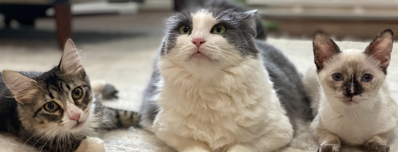 Houston Pets Alive
