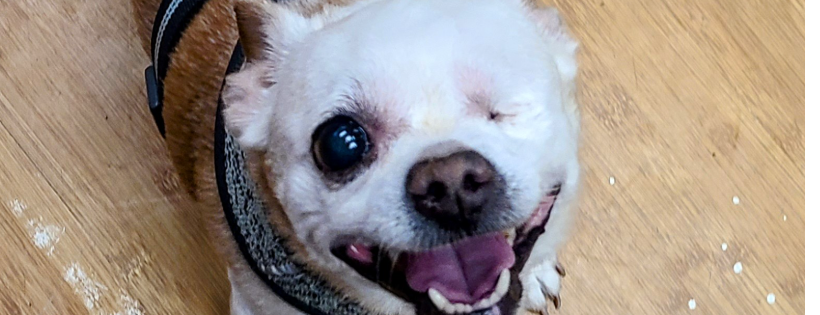 Animal Welfare Society of Monroe