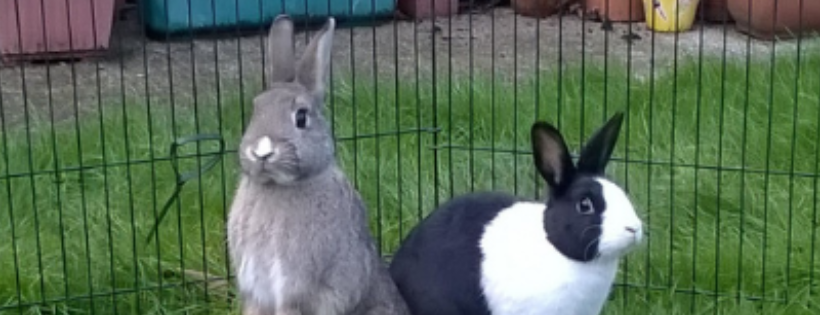RSPCA Hull and East Riding Branch