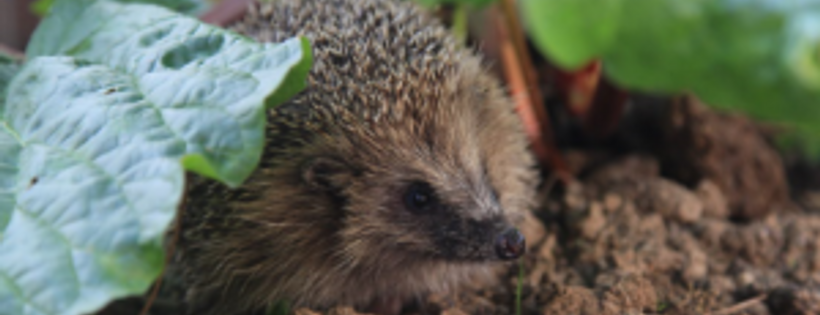 Prickles and Paws Hedgehog Rescue