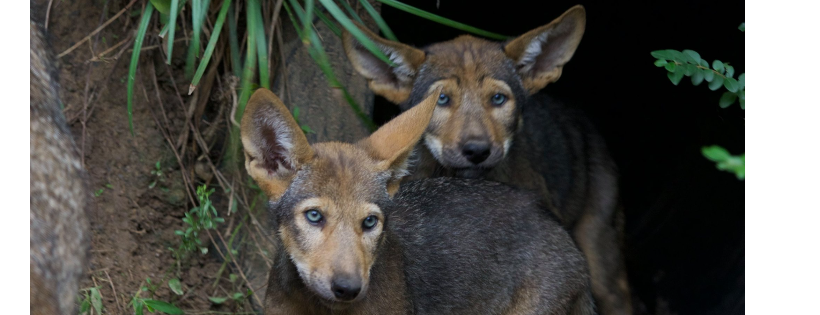Red Wolf Coalition