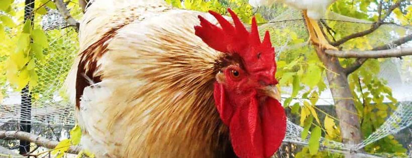 A Poultry Place